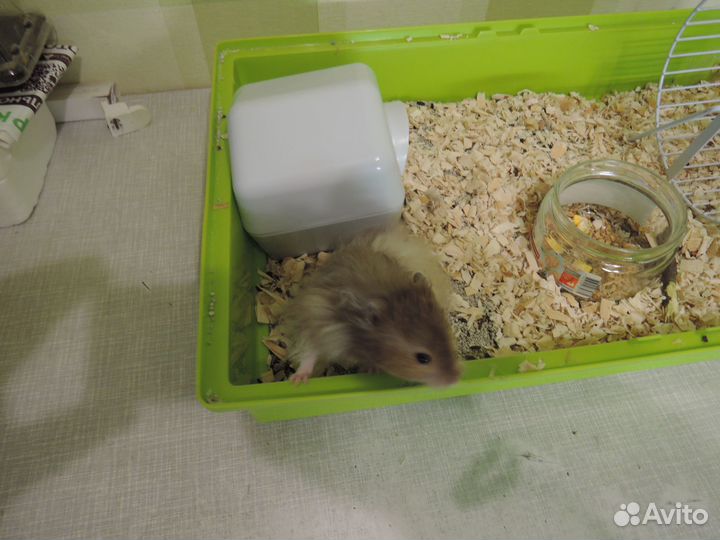 Сирийские хомячки малыши и полугодки