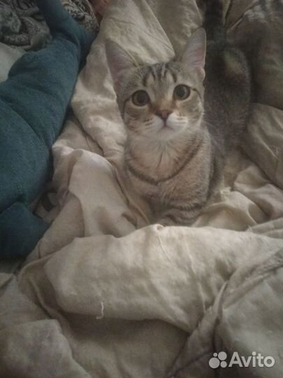 Отдам кота