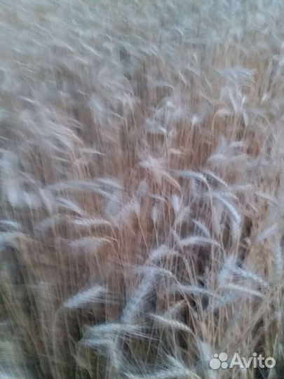 Солома в рулонах