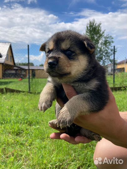 Щенки хаски