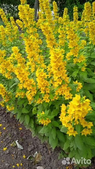 Полынь Барвинок Вербейник Энотера