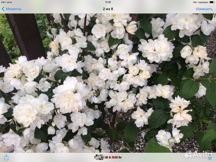 Декоративные кустарники и бамбук