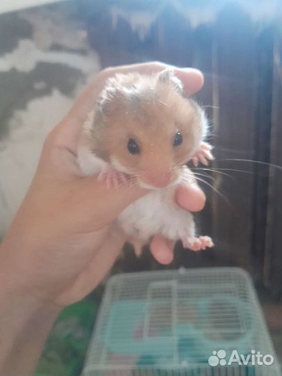 Продаю хомячков