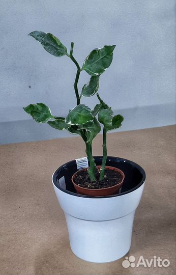 Педилантус