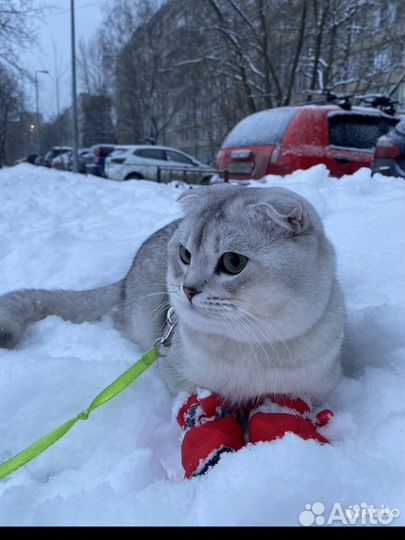 Кот для вязки