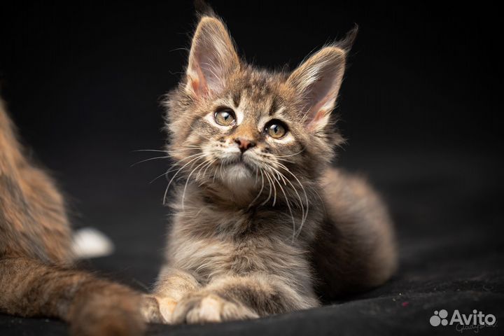 Мейн-кун котята