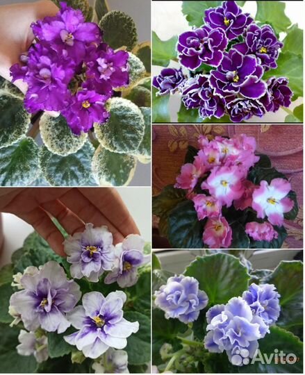 Комнатные растения