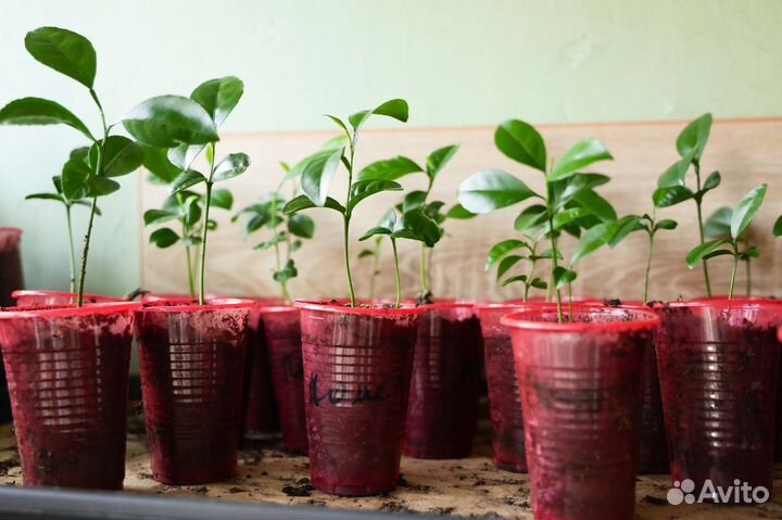 Саженцы цитрусовых