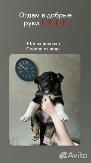 Отдам в добрые руки