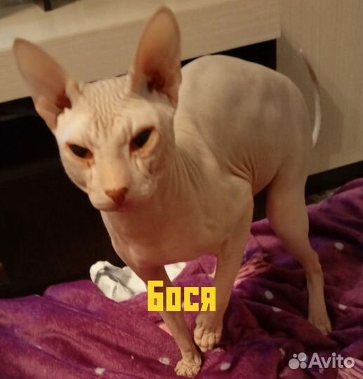 Донской сфинкс котята