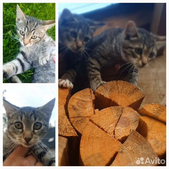 Порода не определена