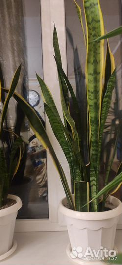 Домашние цветы элитные