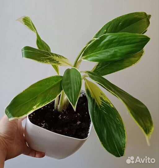 Aglaonema White Lime