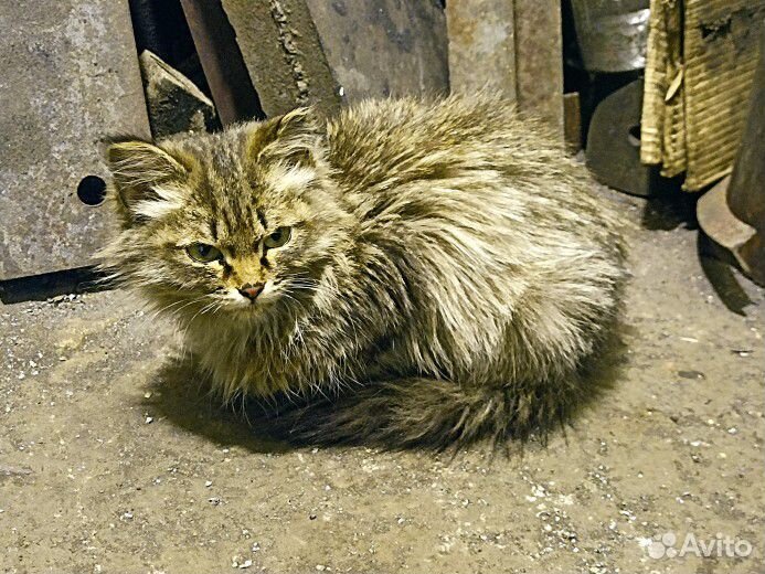 Котёнок кошка