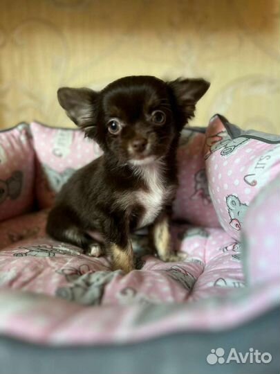 Чихуахуа мальчики