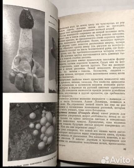 Лекарственные растения СССР