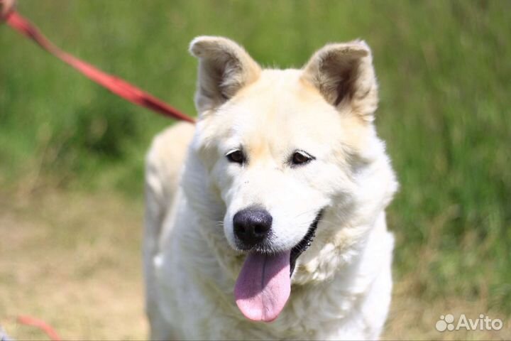 Собака в добрые руки