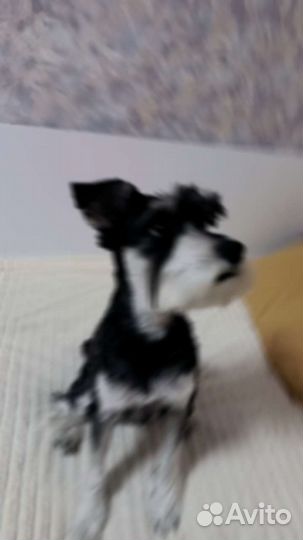 Цвергшнауцер