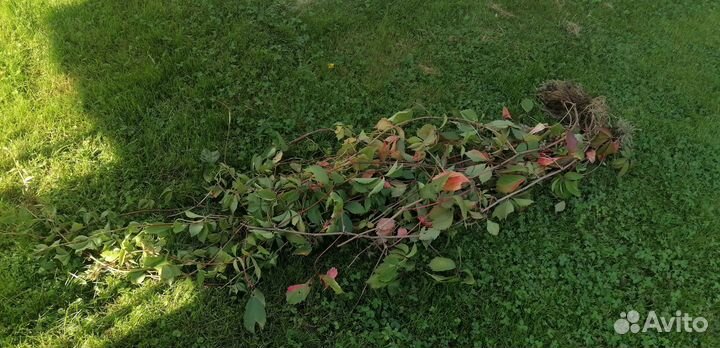 Дикий виноград (девичий)