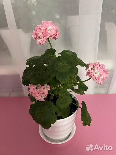 Пеларгония