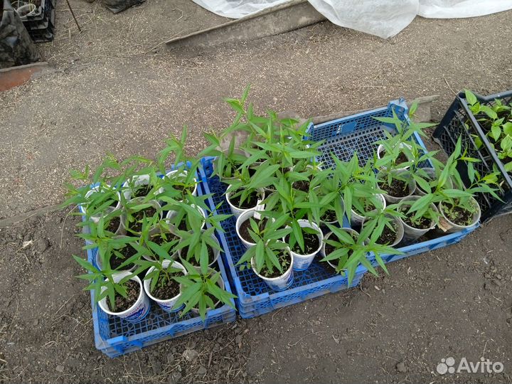 Продам саженцы персика сорт 