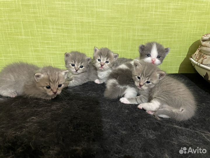 Котята в добрые руки