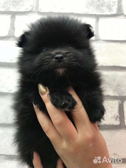 Щенки шпица