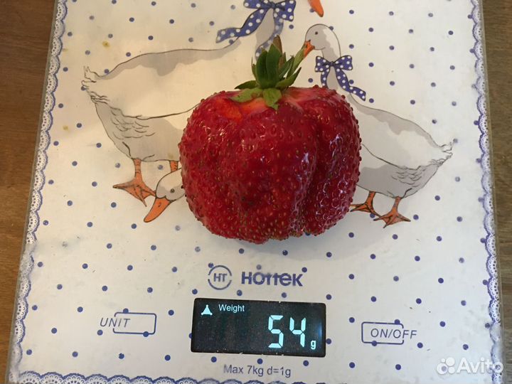 Рассада клубники Азия, Альбион, Купчиха