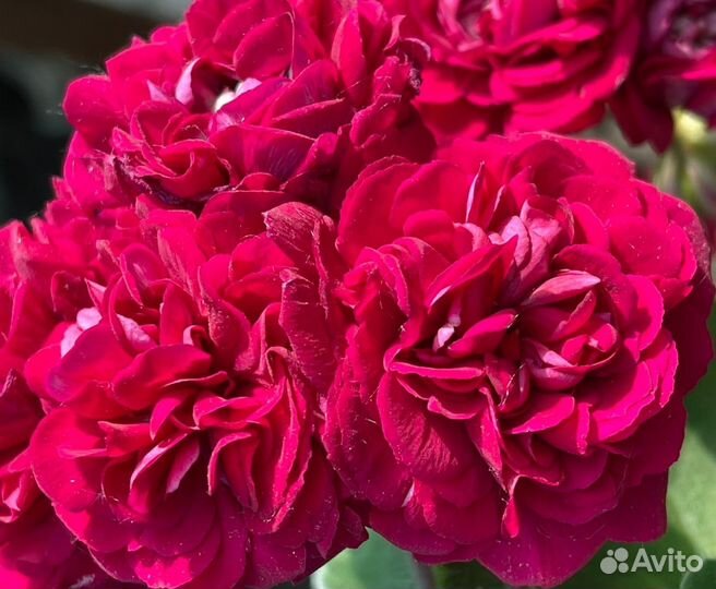 Пеларгонии (герани) юв Звезда Водолея и др