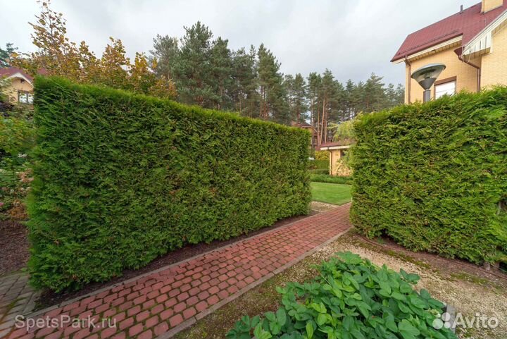 Туя Смарагд 1,8-2 м западная