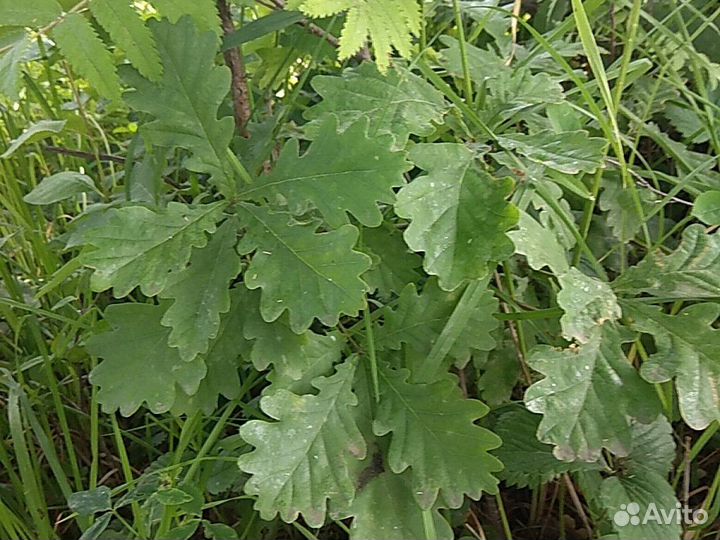 Саженцы дуба