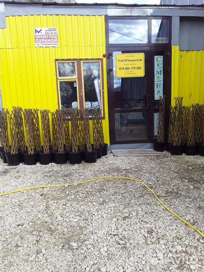 Саженцы плетеной ивы