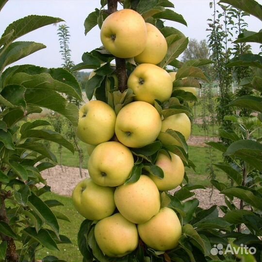 Саженцы яблони плодовых деревьев Антоновка Услада