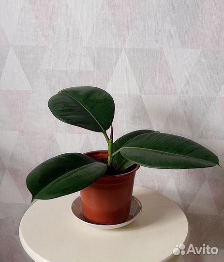 Комнатные растения