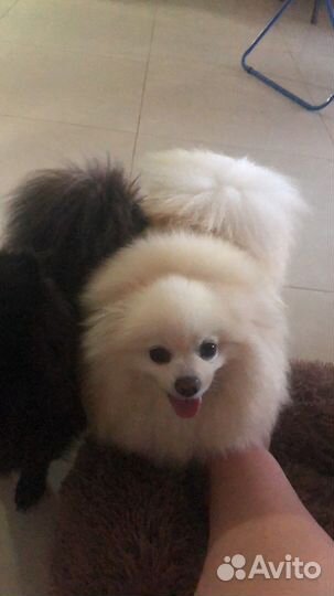 Передержка собак и кошек и не только