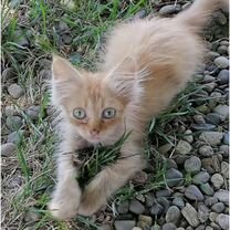 Котята в добрые руки бесплатно мальчик