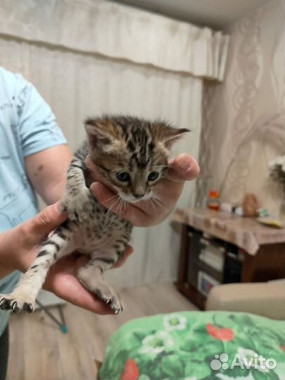 Бенгальская кошка