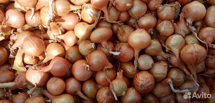 Лук севок штутгартер