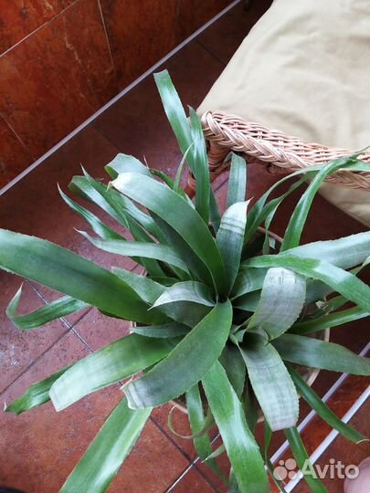 Бильбергия