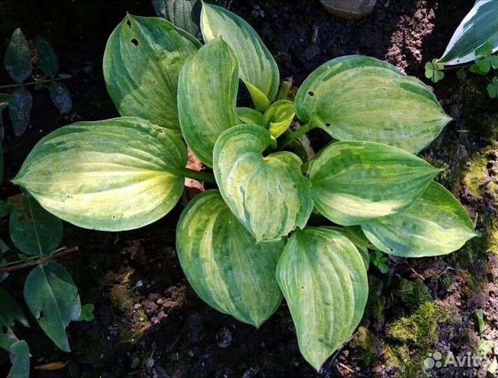 Хосты из сада (более 300 сортов )