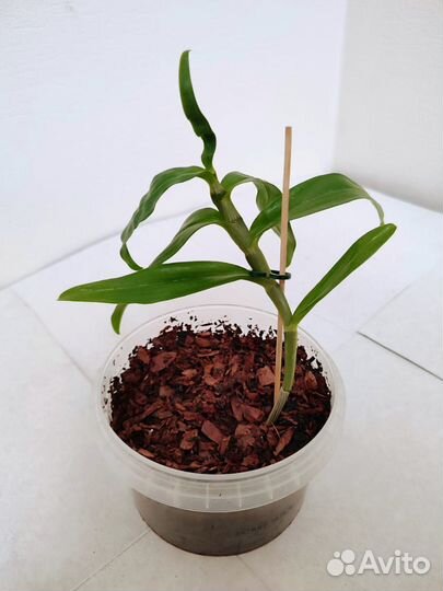 Дендробиум и Фаленопсис