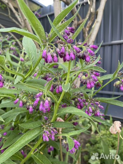 Герань корневищная, окопник малиновый, пупочник