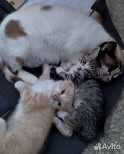 Котята в добрые руки бесплатно