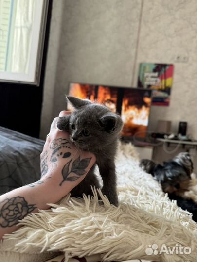 Британский котенок