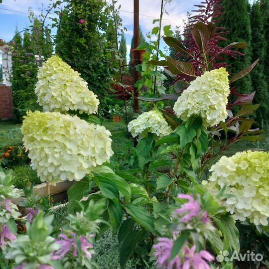 Гортензия метельчатая