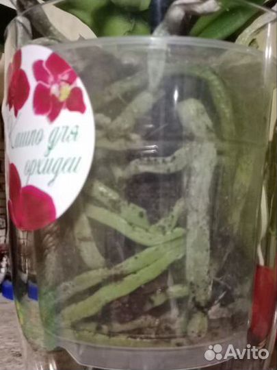 Орхидея фаленопсис биг лип Тинкерсбелл кисс