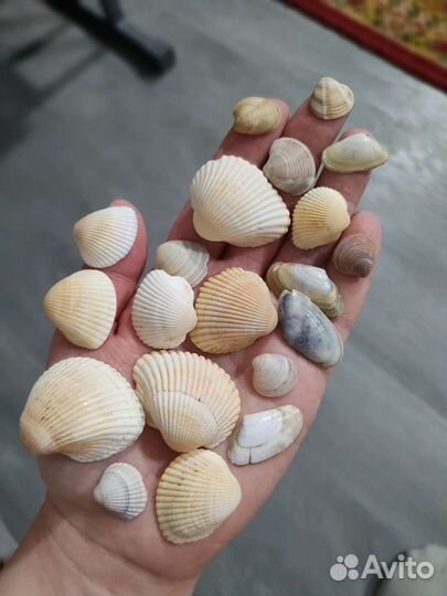 Ракушки для аквариума