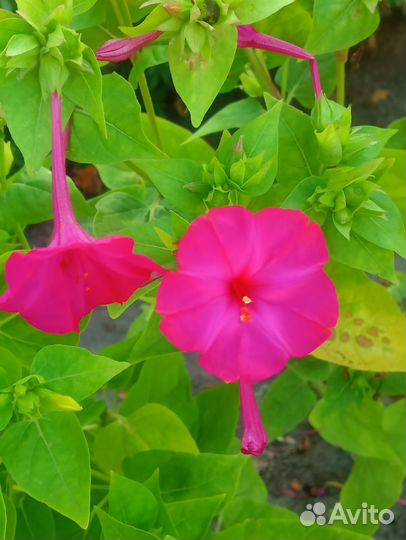 Семена мирабис (ночная красавица)