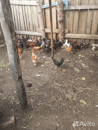 Куры молодки