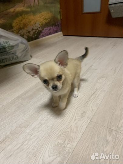 Собаки чихуахуа щенок